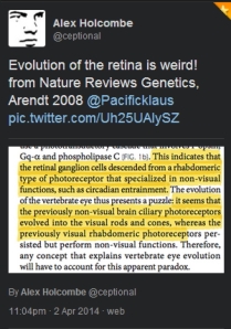 Holcombe - retina evolution